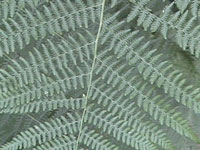 Fern © copyright 2003 John Wentworth