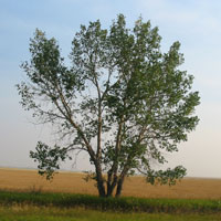Prairie Sentinel © copyright 2003 John Wentworth